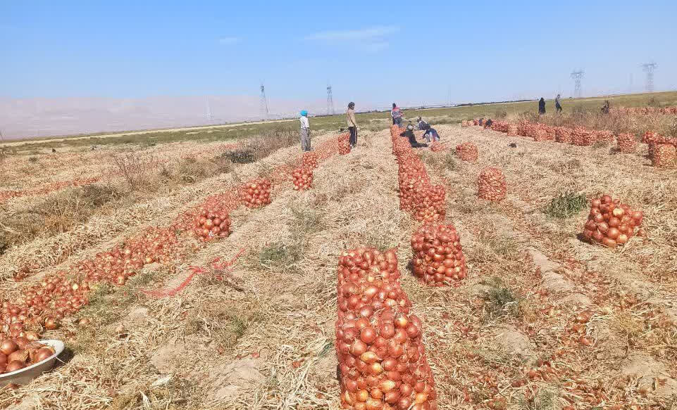 پیش‌بینی برداشت نزدیک به ۳۰ هزار تن پیاز در شاهرود با استفاده از آبیاری نوین