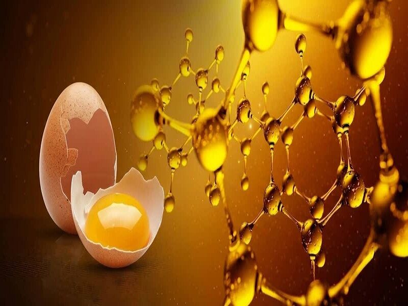 تخم‌مرغ در آذربایجان شرقی؛ سهم ۱۰ درصدی از تولید کشور و نقش کلیدی در سلامت