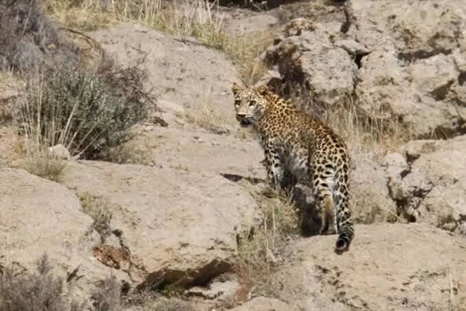 ثبت تصویر پلنگ نر جوان در دماوند؛ شناسایی «سلطان» در منطقه رودافشان