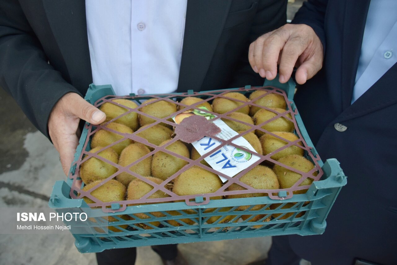 صادرات بیش از ۳۲ هزار تن کیوی و نارنگی از استان مازندران