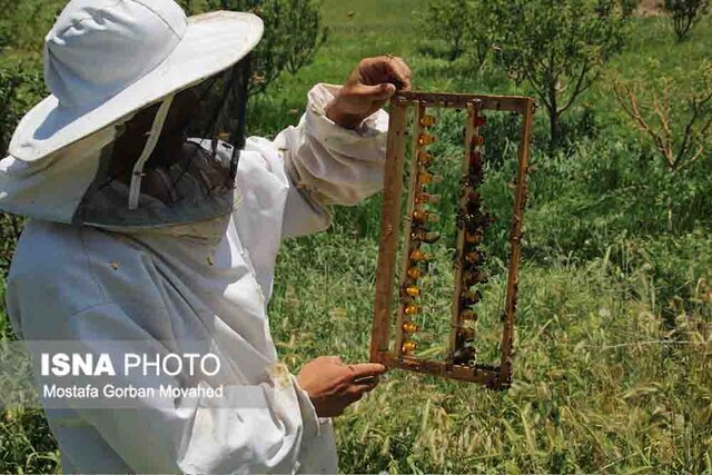 سرشماری زنبورستان‌ها در هوراند برای توسعه صنعت تولید عسل آغاز شد