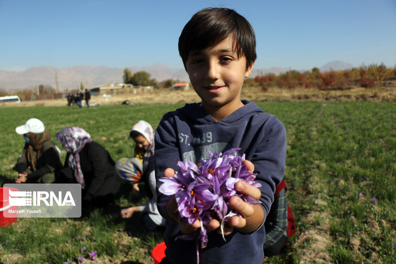 مدارس باخرز برای حمایت از برداشت زعفران با یک ساعت تأخیر بازگشایی می‌شوند